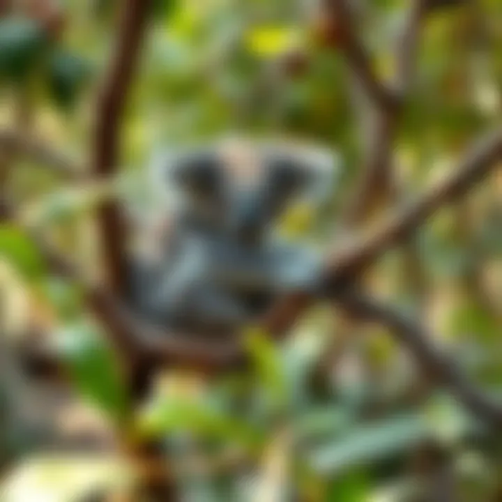 Koala resting on a eucalyptus branch in a natural Australian forest